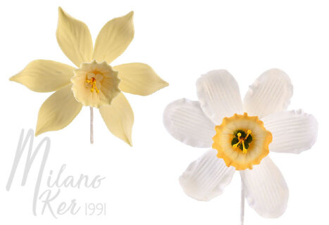 Nárcisz - tragant virág, 16 db